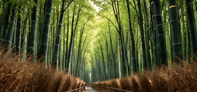 Bamboo grove path